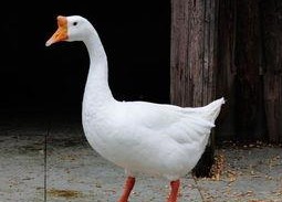 八鹅吃瓜菌不空娱乐,揭秘网络热梗背后的趣味世界