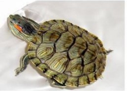 娱乐吃瓜酱小乌龟,揭秘娱乐圈那些不为人知的幕后故事