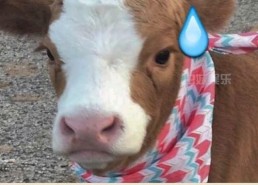 娱乐吃瓜酱猫,揭秘娱乐圈那些不为人知的幕后故事